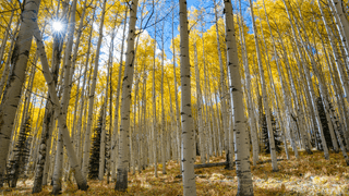 The Aspen Grove